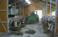 Kuhstall (Moderner Kuhstall auf dem Ferien-Bauernhof 