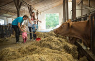 Kuhstall Familienhotel Schreinerhof (Kinder lernen hier etwas über Kühe und dürfen sogar mit helfen.)